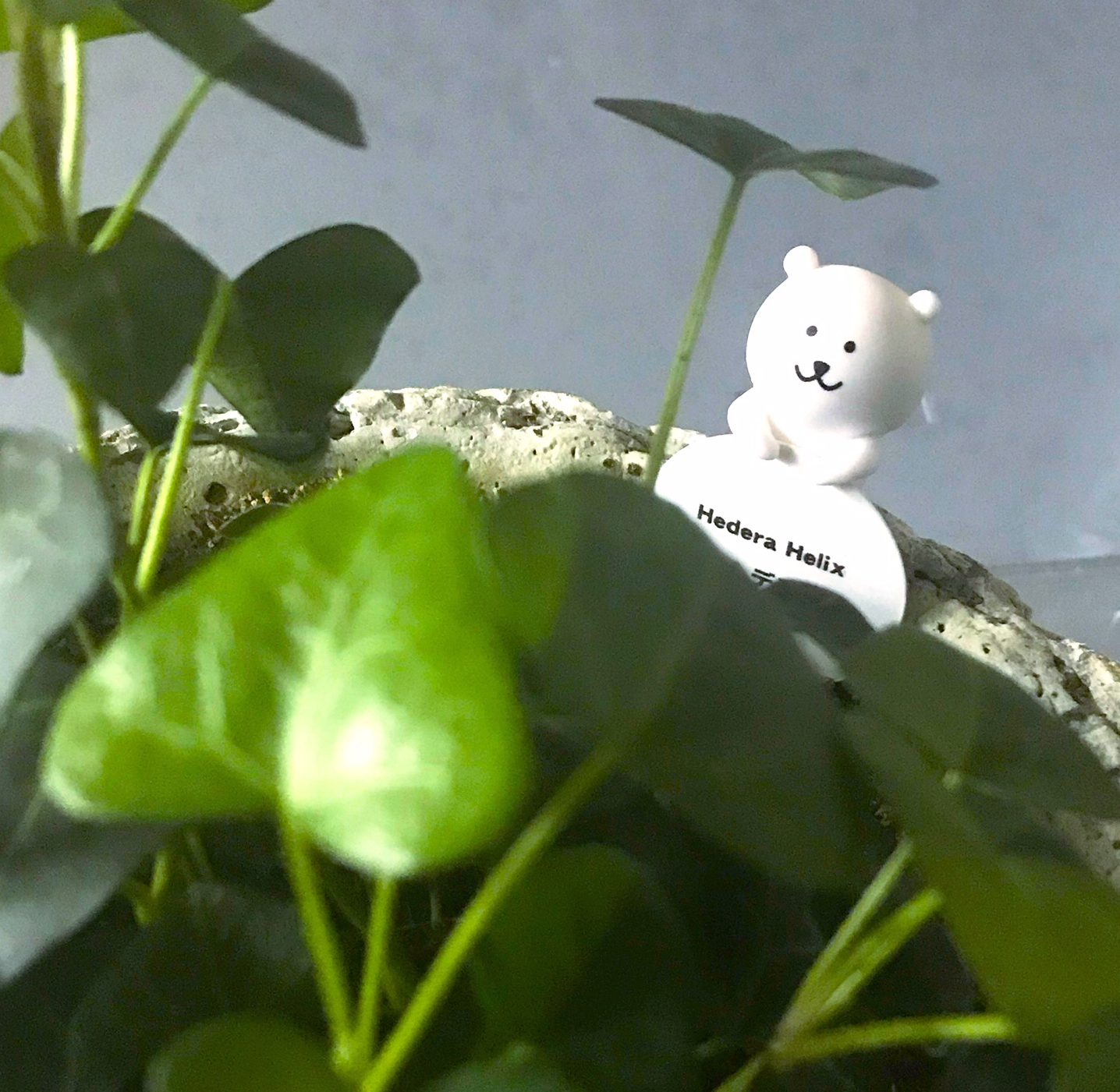 社内緑化プロジェクト発動中 ～職場に緑を！～ 観葉植物は仕事をしています！