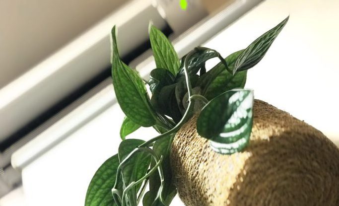 少しの意識で環境にも経済にも優しく！オフィスのエコロジーを実践しましょう！